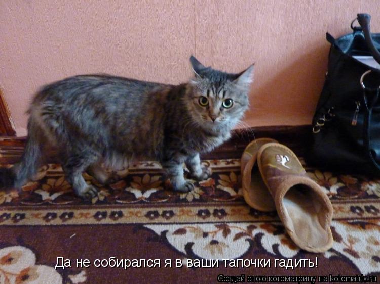 Котоматрица: Да не собирался я в ваши тапочки гадить!