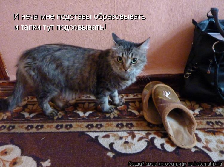 Котоматрица: И неча мне подставы образовывать и тапки тут подсовывать!