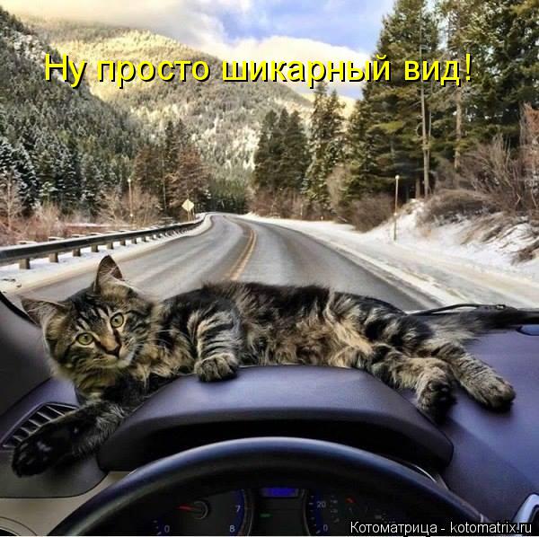 Котоматрица: Ну просто шикарный вид!