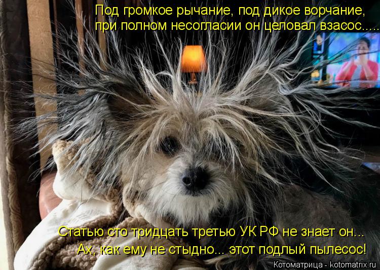 Котоматрица: Ах, как ему не стыдно... этот подлый пылесос! Статью сто тридцать третью УК РФ не знает он... Под громкое рычание, под дикое ворчание,  при полно