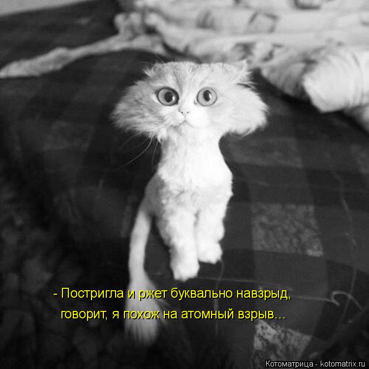 Котоматрица: - Постригла и ржет буквально навзрыд, говорит, я похож на атомный взрыв…