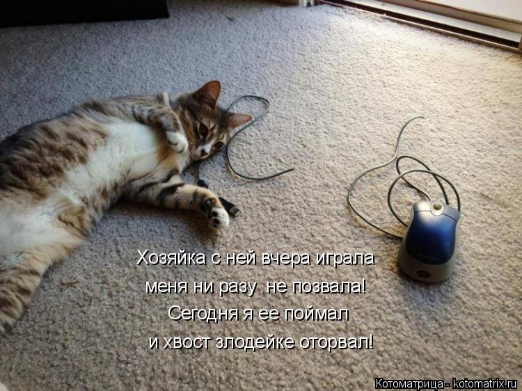 Котоматрица: и хвост злодейке оторвал! Хозяйка с ней вчера играла меня ни разу  не позвала! Сегодня я ее поймал