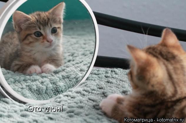 Котоматрица: Это клон!