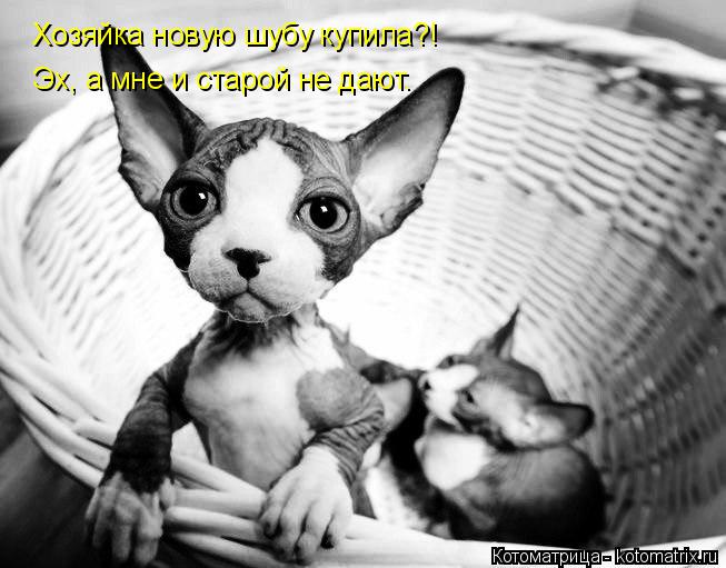 Котоматрица: Хозяйка новую шубу купила?! Эх, а мне и старой не дают.