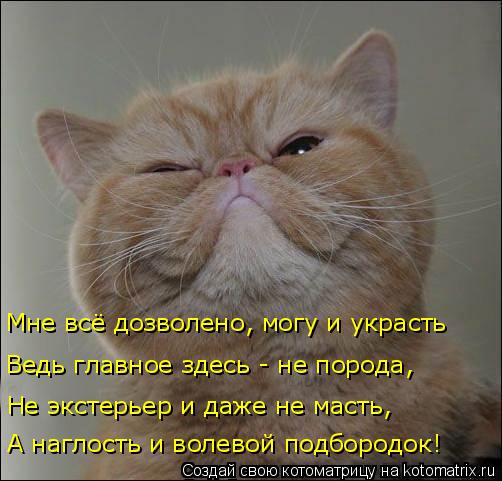 Мне всё дозволено, могу и украсть Ведь главное здесь - не порода, Не экстерьер и даже не масть, А наг... Котоматрица: Мне всё дозволено, могу и украсть Ведь главное здесь - не порода, Не экстерьер и даже не масть, А наглость и волевой подбородок!