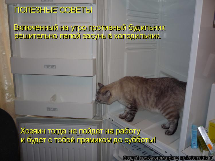 Котоматрица: ПОЛЕЗНЫЕ СОВЕТЫ Включённый на утро противный будильник  решительно лапой засунь в холодильник. Хозяин тогда не пойдет на работу  и будет с ?