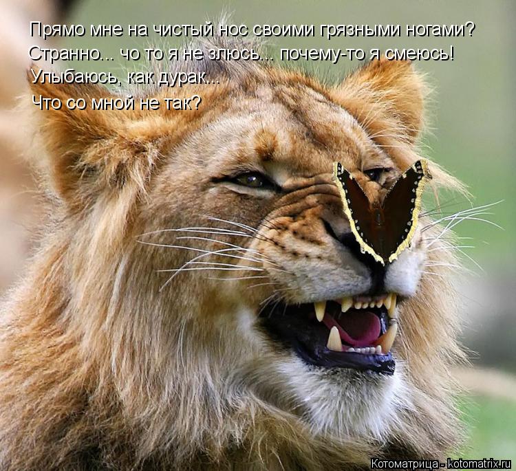 Котоматрица: Прямо мне на чистый нос своими грязными ногами? Странно... чо то я не злюсь... почему-то я смеюсь! Улыбаюсь, как дурак...  Что со мной не так?
