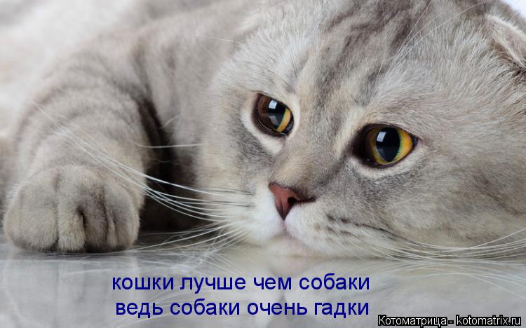Котоматрица: кошки лучше чем собаки кошки лучше чем собаки ведь собаки очень гадки ведь собаки очень гадки