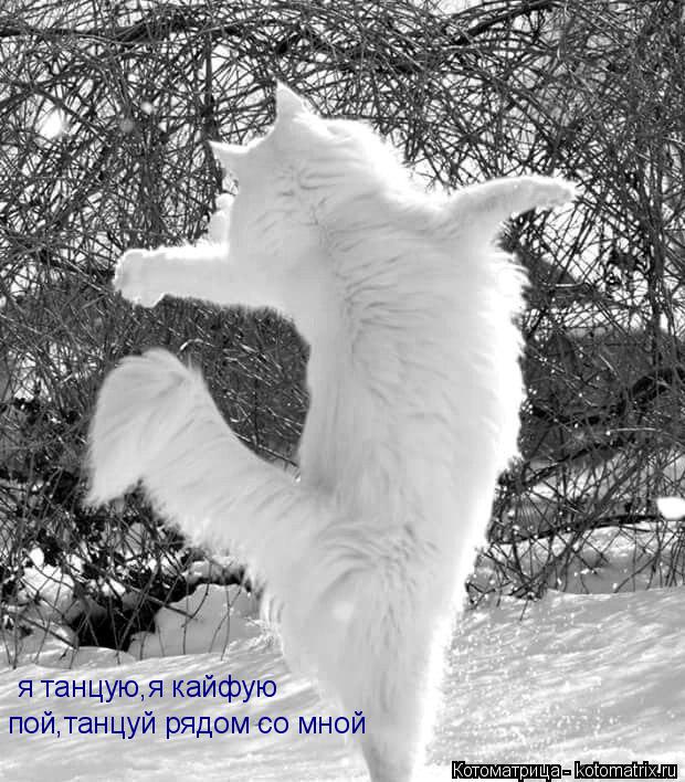Котоматрица: я танцую,я кайфую я танцую,я кайфую пой,танцуй рядом со мной пой,танцуй рядом со мной лисичка зима петь пришла