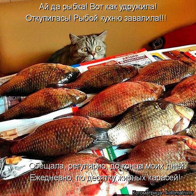 Котоматрица: Ай да рыбка! Вот как удружила! Обещала, регулярно, до конца моих дней. Ежедневно, по десятку жирных карасей! Откупилась! Рыбой кухню завалила!