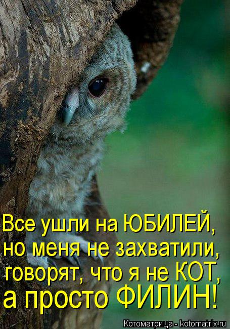 Все ушли на ЮБИЛЕЙ, но меня не захватили, говорят, что я не КОТ, а просто ФИЛИН!... Котоматрица: Все ушли на ЮБИЛЕЙ, но меня не захватили, говорят, что я не КОТ, а просто ФИЛИН!