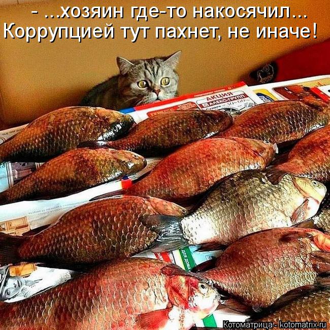 Котоматрица: - ...хозяин где-то накосячил... Коррупцией тут пахнет, не иначе!
