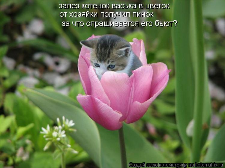 Котоматрица: залез котенок васька в цветок от хозяйки получил пинок за что спрашивается его бьют они ведь тоже в него что-то льют за что спрашивается его