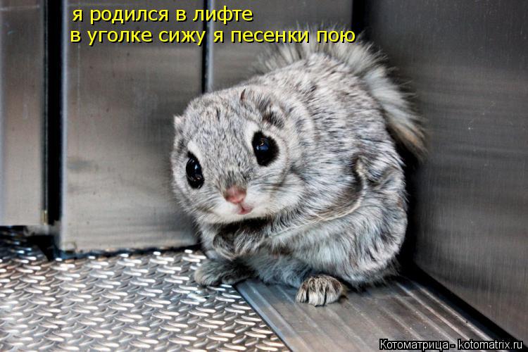 Котоматрица: я родился в лифте я родился в лифте в уголке сижу я песенки пою в уголке сижу я песенки пою