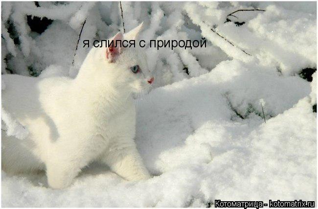 я слился с природой... Котоматрица: я слился с природой