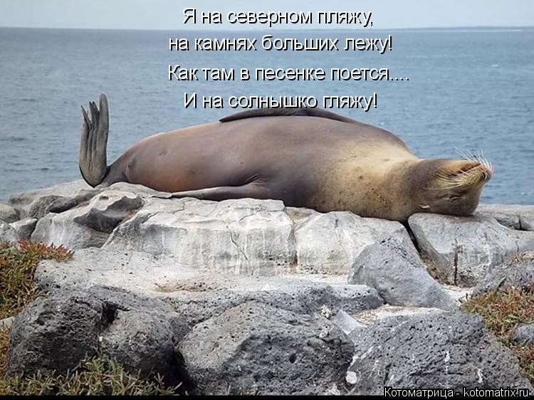 Котоматрица: Как там в песенке поется.... на камнях больших лежу! И на солнышко гляжу! Я на северном пляжу,