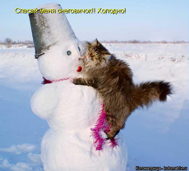 Котоматрица: Спасай меня снеговичок!! Холодно!