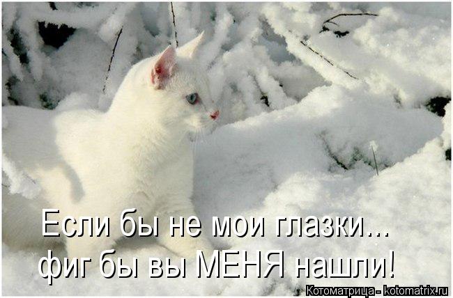 Если бы не мои глазки... фиг бы вы МЕНЯ нашли!... Котоматрица: Если бы не мои глазки... фиг бы вы МЕНЯ нашли!