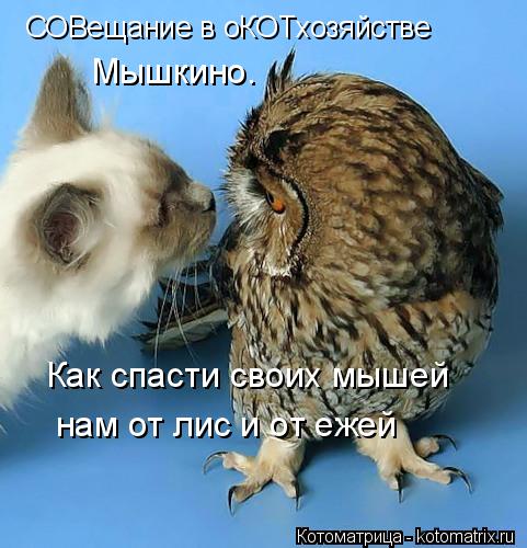 Котоматрица: СОВещание в оКОТхозяйстве Мышкино.  Как спасти своих мышей нам от лис и от ежей