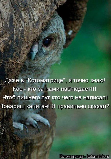 Котоматрица: Даже в "Котоматрице", я точно знаю! Кое - кто за нами наблюдает!!! Чтоб лишнего тут кто чего не написал! Товарищ капитан! Я правильно сказал?