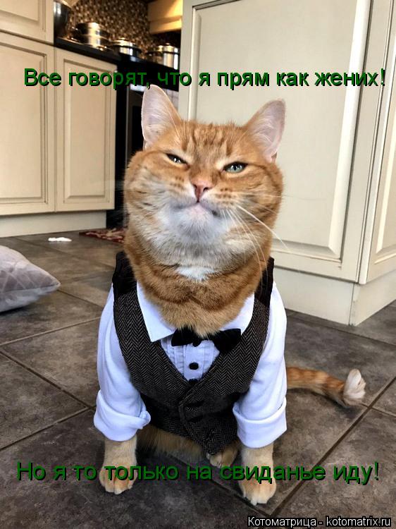 Котоматрица: Все говорят, что я прям как жених! Но я то только на свиданье иду!