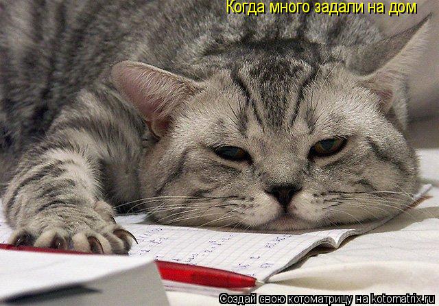 Котоматрица: Когда много задали на дом