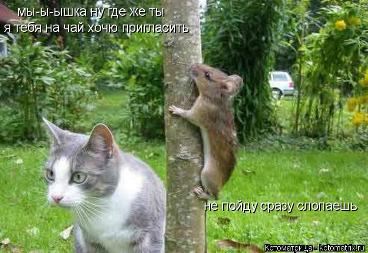 Котоматрица: мы-ы-ышка ну где же ты  я тебя на чай хочю пригласить не пойду сразу слопаешь