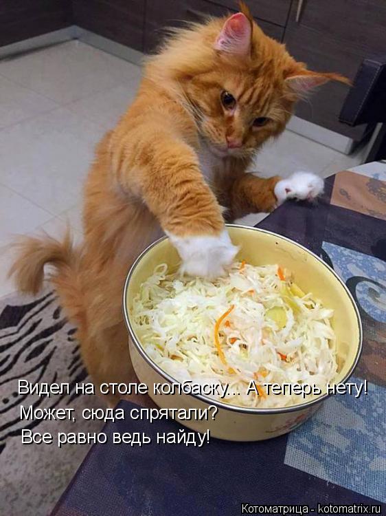 Котоматрица: Видел на столе колбаску... А теперь нету! Может, сюда спрятали? Все равно ведь найду!