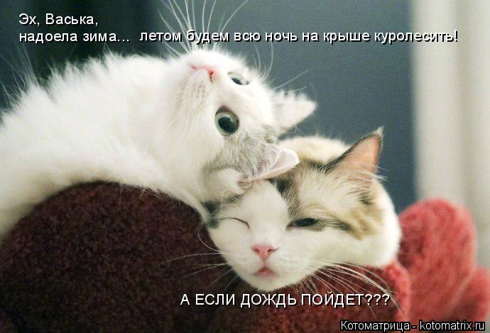 Котоматрица: Эх, Васька,  надоела зима...  летом будем всю ночь на крыше куролесить! А ЕСЛИ ДОЖДЬ ПОЙДЕТ???