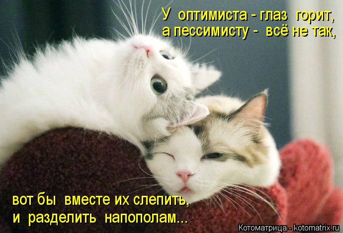 У оптимиста - глаз горит, а пессимисту - всё не так, вот бы вместе их слепить, и разделить напо... Котоматрица: У оптимиста - глаз горит, а пессимисту - всё не так, вот бы вместе их слепить, и разделить напополам...