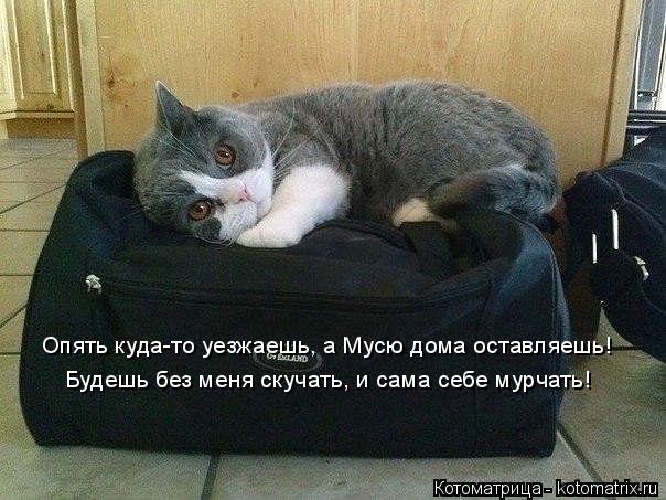 Котоматрица: Опять куда-то уезжаешь, а Мусю дома оставляешь! Будешь без меня скучать, и сама себе мурчать!