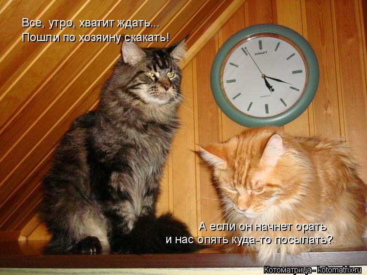 Котоматрица: Все, утро, хватит ждать... Пошли по хозяину скакать! А если он начнет орать и нас опять куда-то посылать?