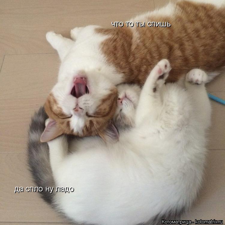 Котоматрица: что то ты спишь  да спло ну ладо