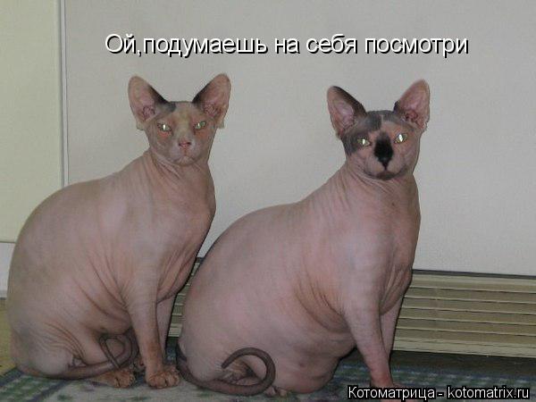 Котоматрица: Ой,подумаешь на себя посмотри