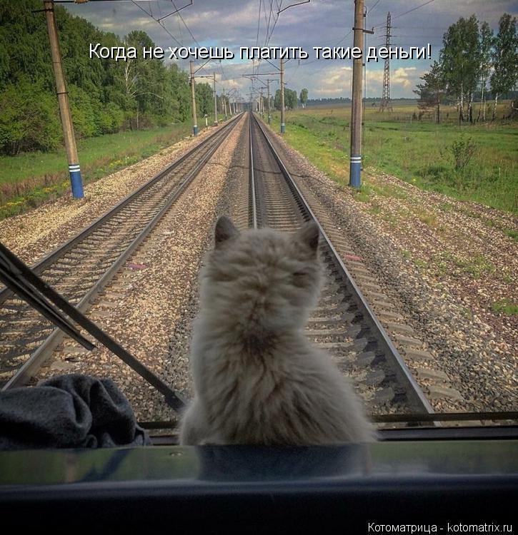 Котоматрица: Когда не хочешь платить такие деньги!