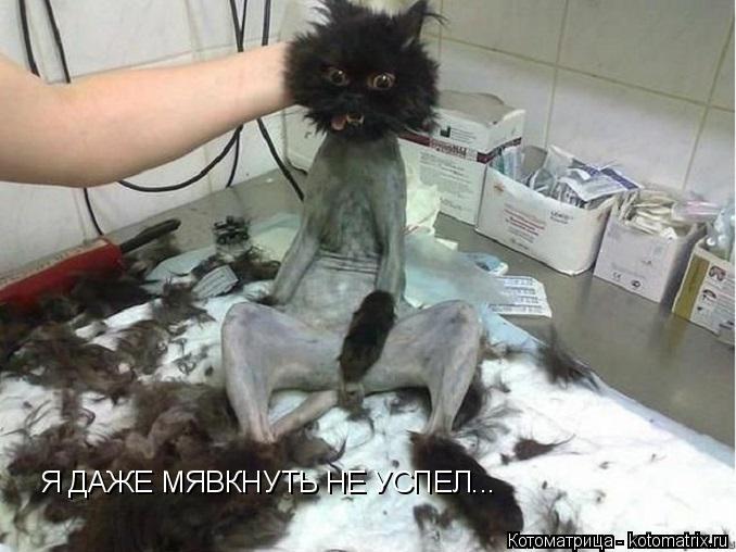 Котоматрица: Я ДАЖЕ МЯВКНУТЬ НЕ УСПЕЛ...