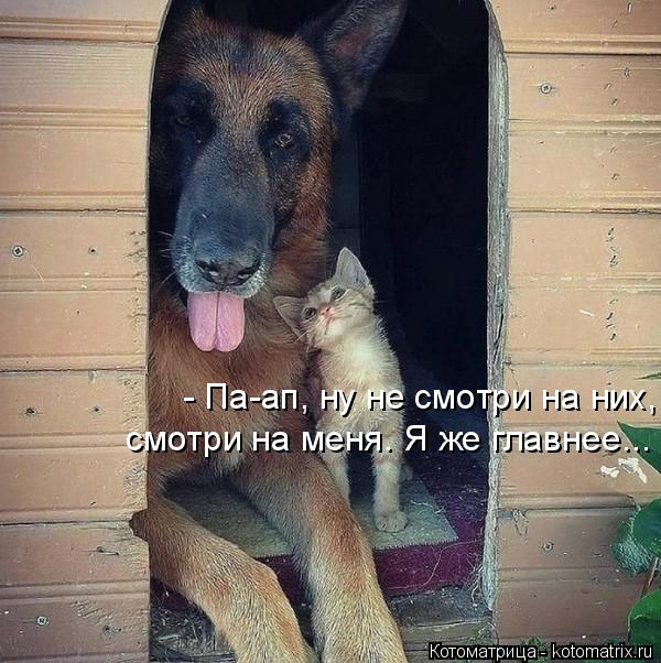 Котоматрица: - Па-ап, ну не смотри на них,  смотри на меня. Я же главнее...