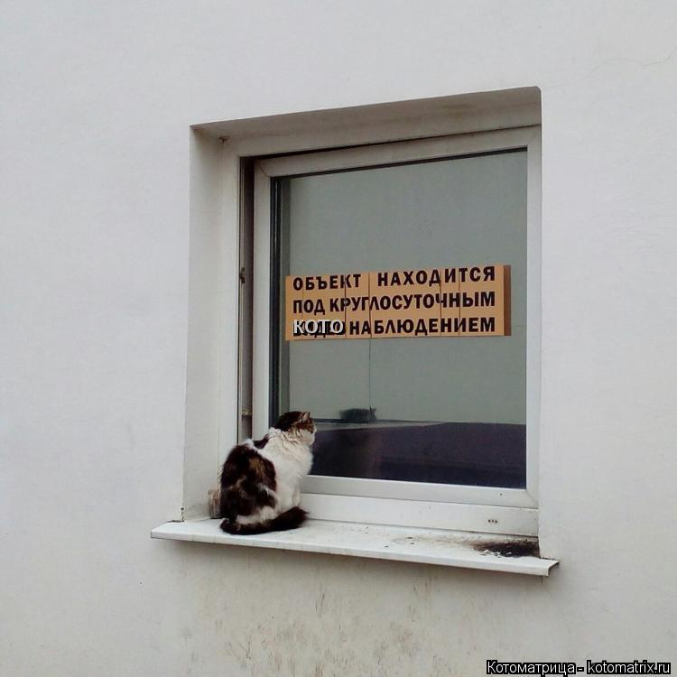 Котоматрица: кото