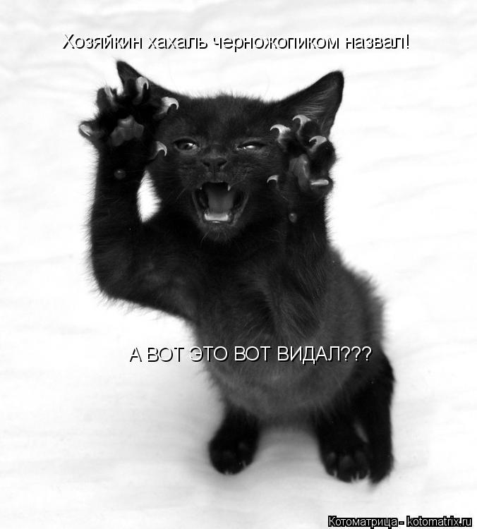 Котоматрица: Хозяйкин хахаль черножопиком назвал! А ВОТ ЭТО ВОТ ВИДАЛ???