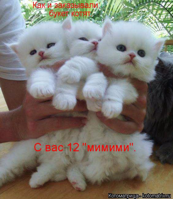 Котоматрица: Как и заказывали: букет котят. С вас 12 "мимими".