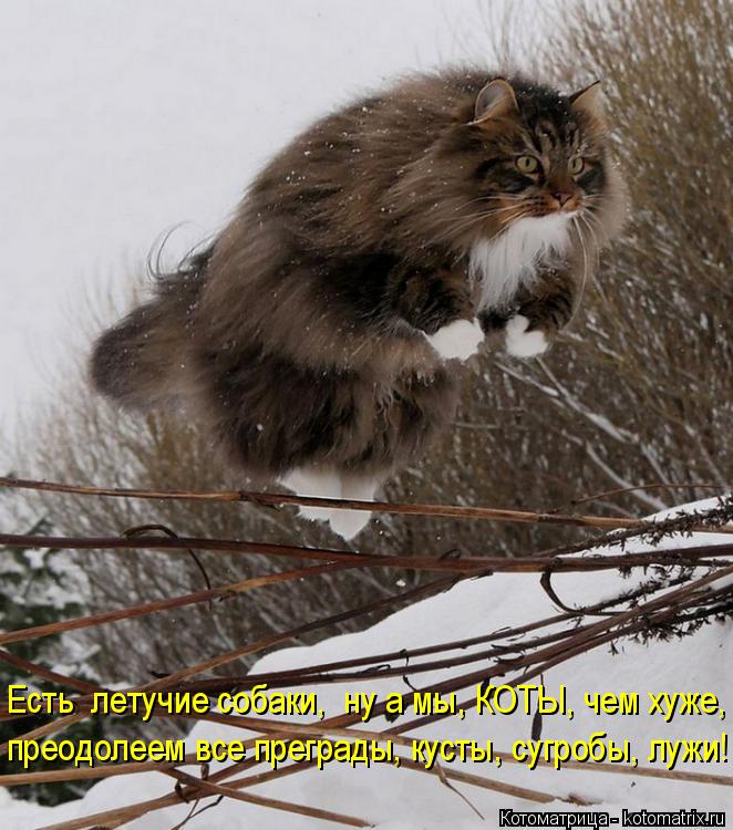 Есть летучие собаки, ну а мы, КОТЫ, чем хуже, преодолеем все преграды, кусты, сугробы, лужи!... Котоматрица: Есть летучие собаки, ну а мы, КОТЫ, чем хуже, преодолеем все преграды, кусты, сугробы, лужи!