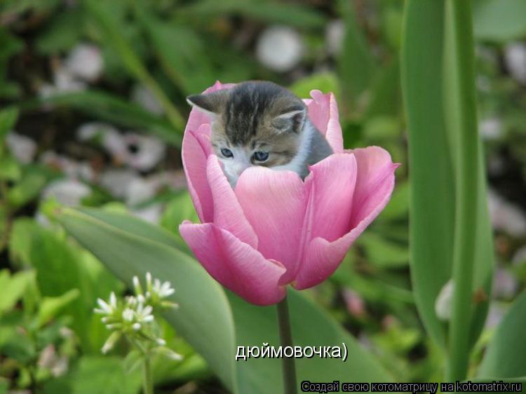 Котоматрица: дюймовочка)