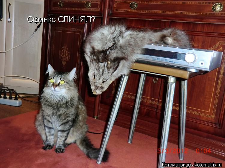 Котоматрица: Сфинкс СЛИНЯЛ?