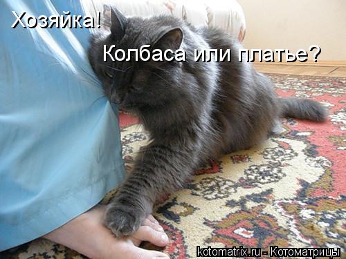 Хозяйка! Колбаса или платье?... Котоматрица: Хозяйка! Колбаса или платье?