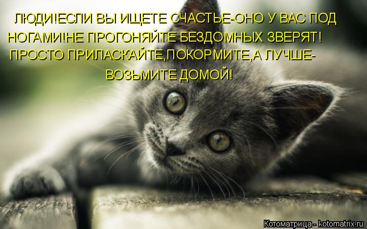 ЛЮДИ!ЕСЛИ ВЫ ИЩЕТЕ СЧАСТЬЕ-ОНО У ВАС ПОД НОГАМИ!НЕ ПРОГОНЯЙТЕ БЕЗДОМНЫХ ЗВЕРЯТ! ПРОСТО ПРИЛАСКАЙТЕ,ПО... Котоматрица: ЛЮДИ!ЕСЛИ ВЫ ИЩЕТЕ СЧАСТЬЕ-ОНО У ВАС ПОД НОГАМИ!НЕ ПРОГОНЯЙТЕ БЕЗДОМНЫХ ЗВЕРЯТ! ПРОСТО ПРИЛАСКАЙТЕ,ПОКОРМИТЕ,А ЛУЧШЕ- ВОЗЬМИТЕ ДОМОЙ!