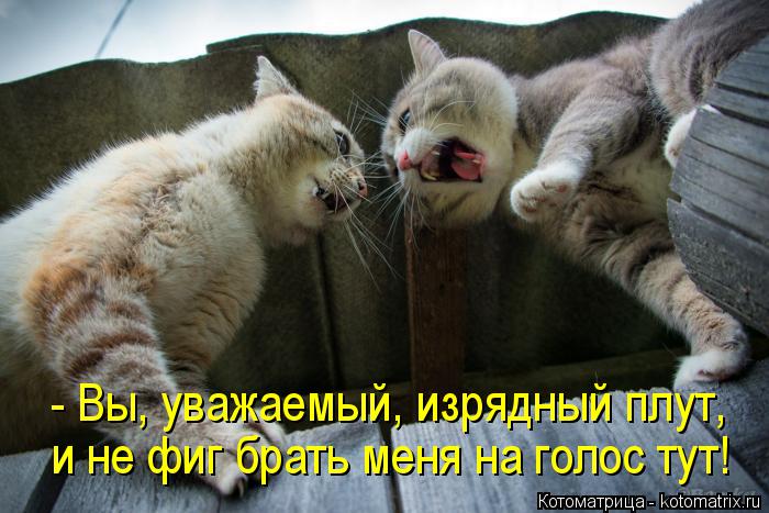 - Вы, уважаемый, изрядный плут, и не фиг брать меня на голос тут!... Котоматрица: - Вы, уважаемый, изрядный плут, и не фиг брать меня на голос тут!