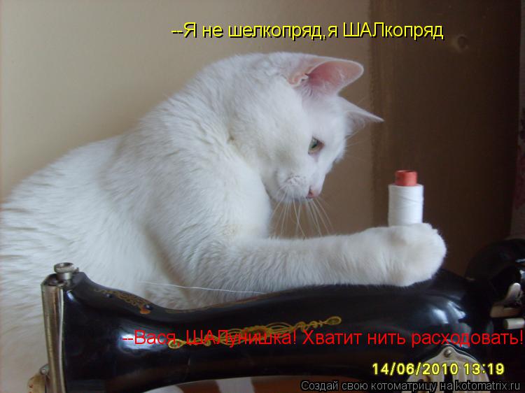 Котоматрица: --Я не шелкопряд,я ШАЛкопряд --Вася, ШАЛунишка! Хватит нить расходовать!