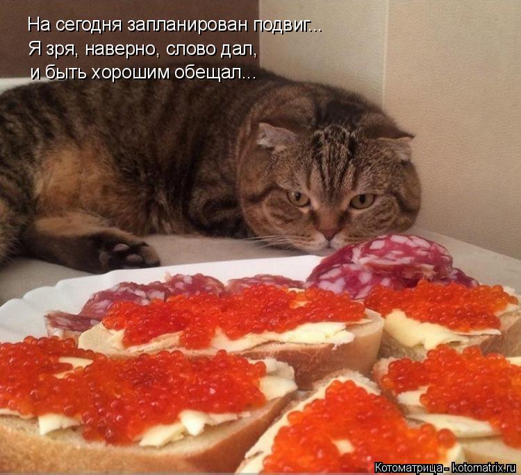 Котоматрица: На сегодня запланирован подвиг... Я зря, наверно, слово дал, и быть хорошим обещал...