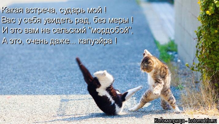 Котоматрица: Какая встреча, сударь мой ! И это вам не сельский "мордобой", А это, очень даже... капуэйра ! Вас у себя увидеть рад, без меры !