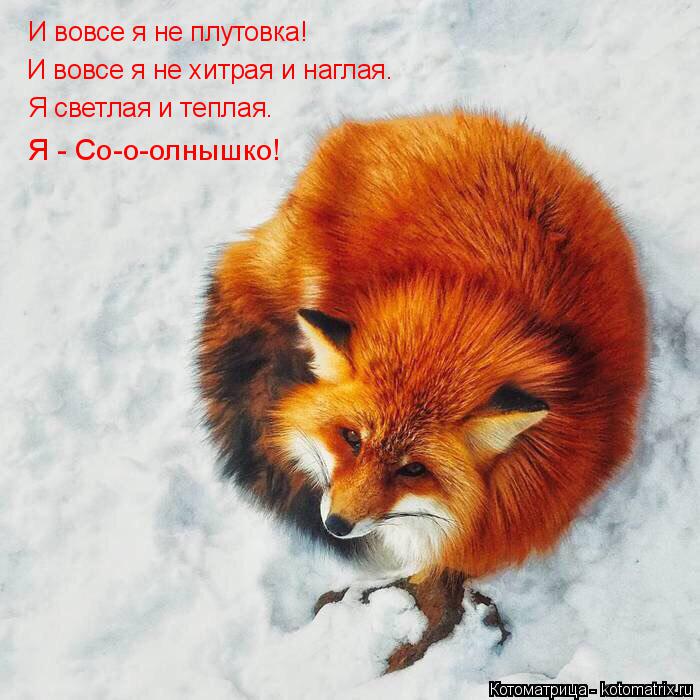 И вовсе я не плутовка! И вовсе я не хитрая и наглая. Я светлая и теплая. Я - Со-о-олнышко!... Котоматрица: И вовсе я не плутовка! И вовсе я не хитрая и наглая. Я светлая и теплая. Я - Со-о-олнышко!